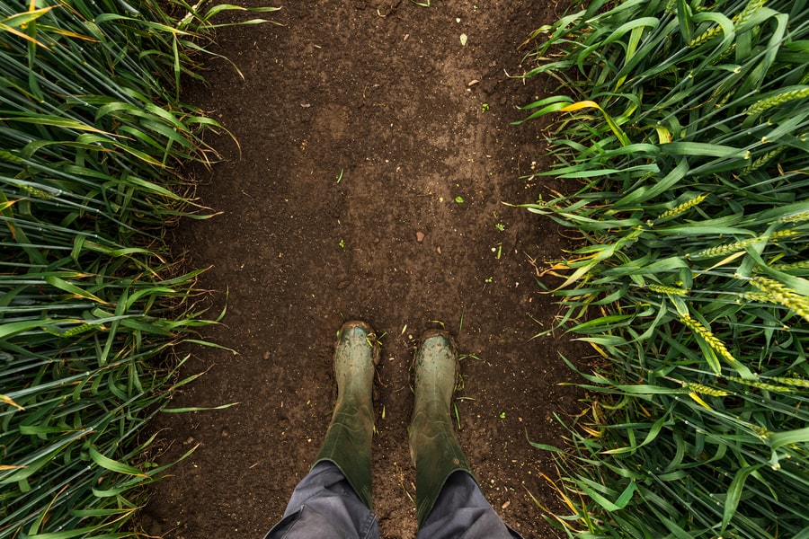 Farmer in Rubber Boots Walking Through Muddy Wheat Field.