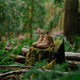 Danner Men's Trail Trainer 4" Waterproof Hike Boot - Coyote - 65456 - lifestyle image - Overlook Boots